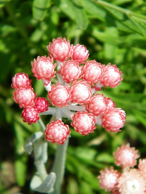 永恒之花 蜡菊 花 - 上的免费照片