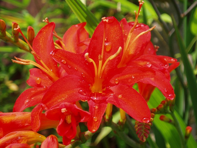 花 红色的 夏天 Crocosmia - 上的免费照片