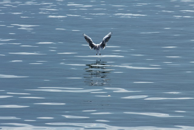 鸟 鸥 水 - 上的免费照片