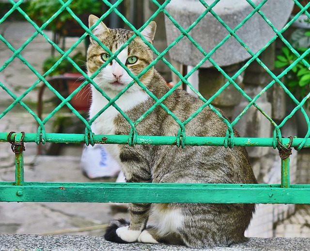 猫 栅栏 宠物 - 上的免费照片