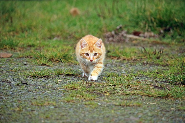 猫 小猫 猫宝宝 - 上的免费照片