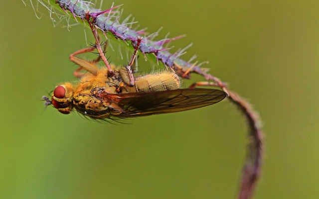 飞 昆虫 动物 - 上的免费照片