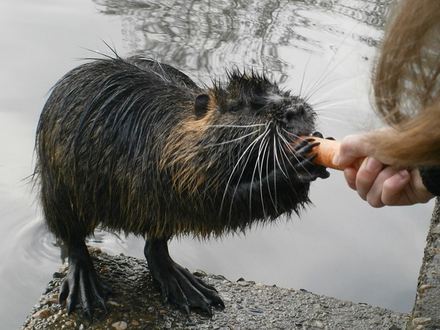 海狸鼠 喂食 水生动物 - 上的免费照片