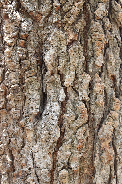 皮质 树 树树皮 - 上的免费照片
