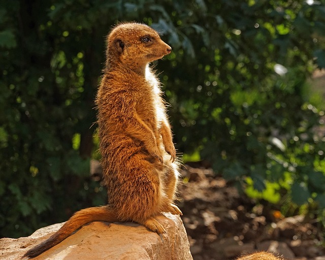 猫鼬 尿糖 哺乳动物 - 上的免费照片
