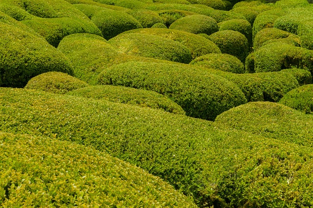 黄杨木 花园 图案 - 上的免费照片