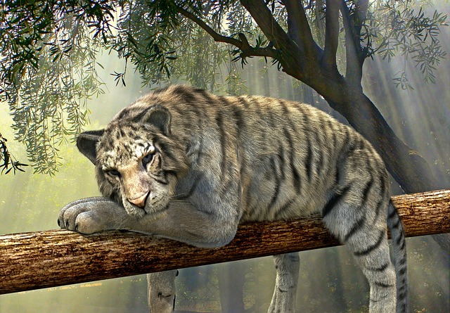 老虎 动物 丛林 - 上的免费照片