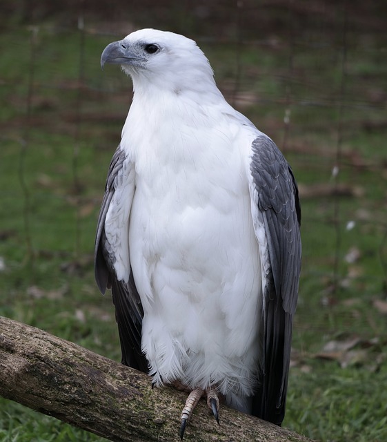 海鹰 自然 鸟 - 上的免费照片