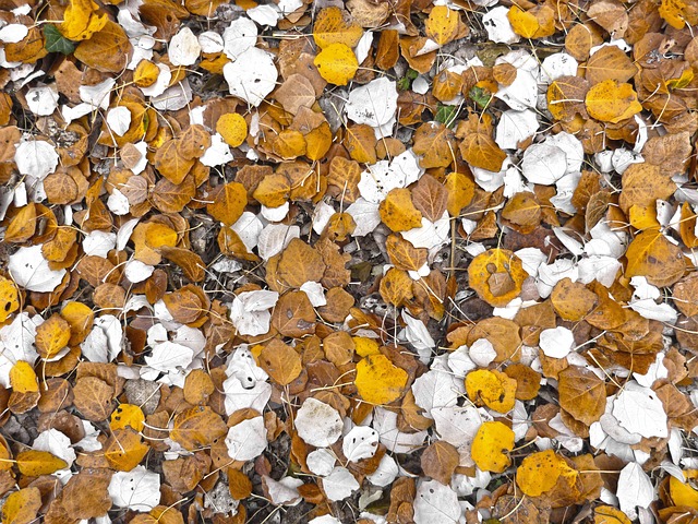 叶 杨树 树叶地毯 - 上的免费照片