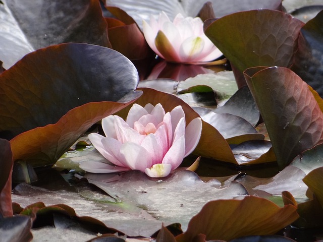 水百合 粉色 贾丁 - 上的免费照片