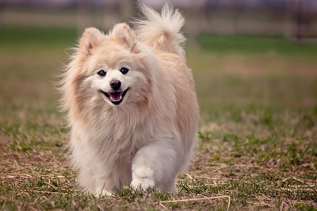 狗 博美犬 可爱的 - 上的免费照片