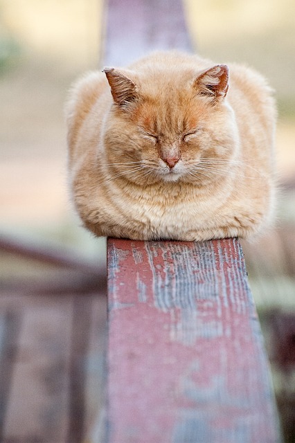 猫 睡眠 动物 - 上的免费照片