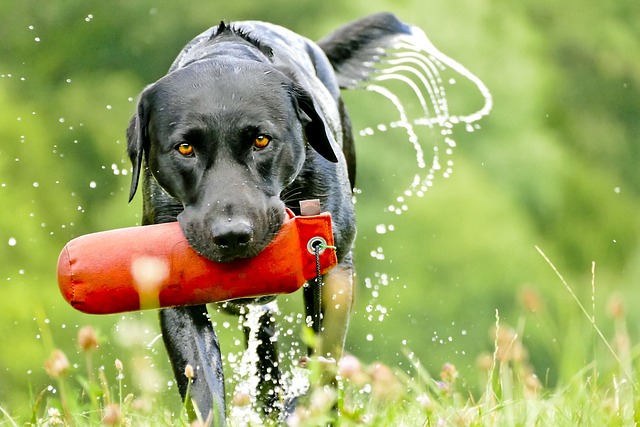 拉布拉多 狗 猎犬 - 上的免费照片