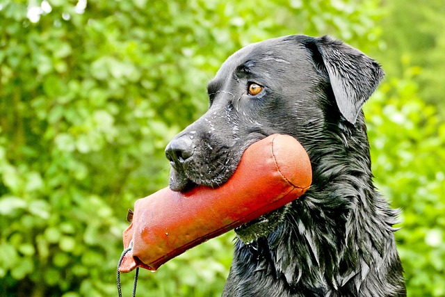 拉布拉多 猎犬 取回 - 上的免费照片
