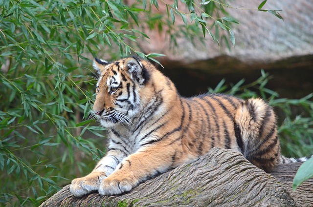 老虎 动物 动物园 - 上的免费照片