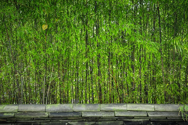 竹 树 植物 - 上的免费照片