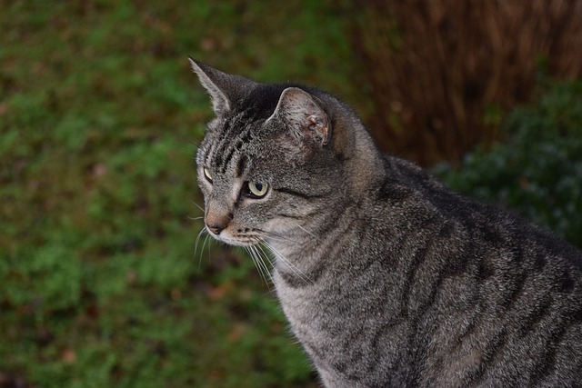 猫 条纹猫 虎猫 - 上的免费照片