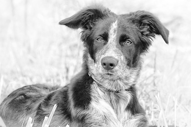 狗 伯杰 黑色和白色 - 上的免费照片