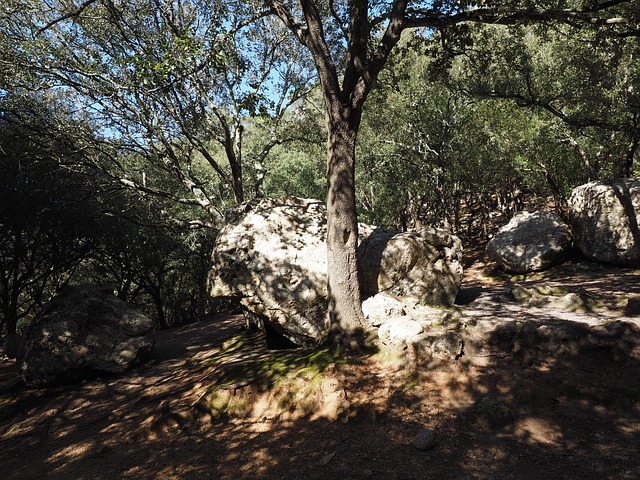 石橡树林 岩石 石灰石 - 上的免费照片