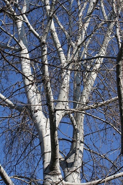 冷 冬季 蓝色的天空 - 上的免费照片