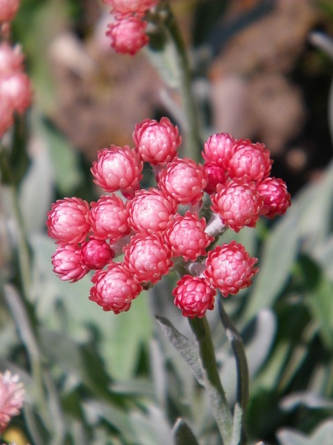 蜡菊 永恒的 花 - 上的免费照片