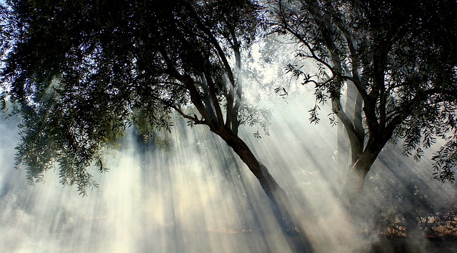 有雾的 橄榄树 太阳 - 上的免费照片