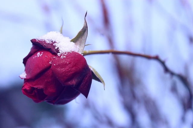 玫瑰 冬季 季节 - 上的免费照片