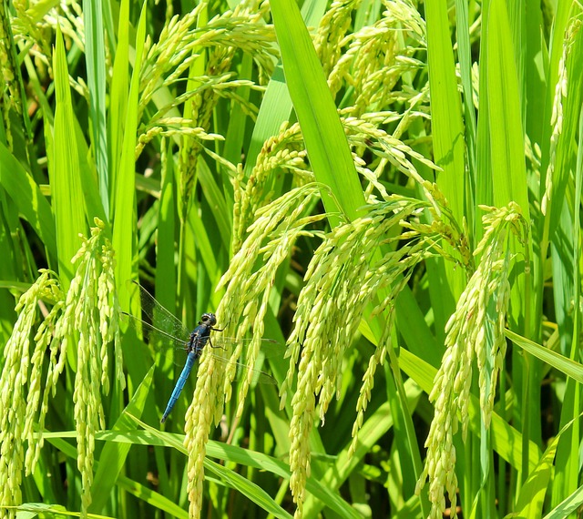 水稻 夏天 清新 - 上的免费照片