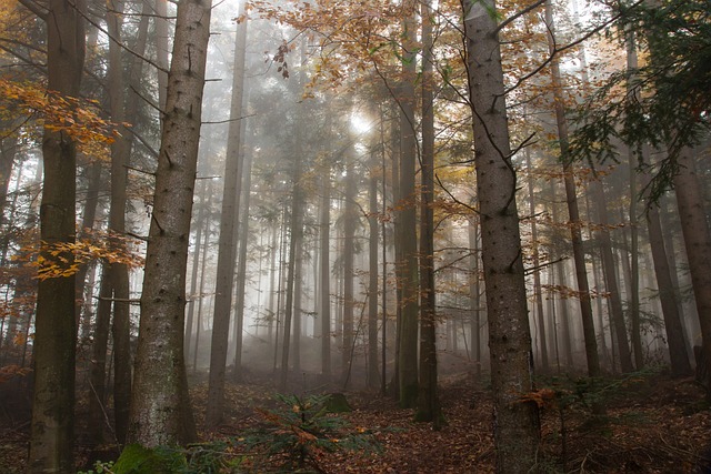 落下 多雾路段 多彩的树叶 - 上的免费照片