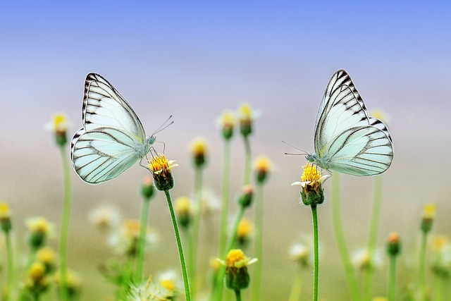 蝴蝶 花朵 授粉 - 上的免费照片