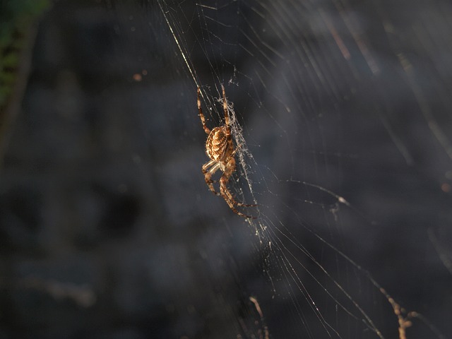 蜘蛛 Arachnophobia 可怕的 - 上的免费照片