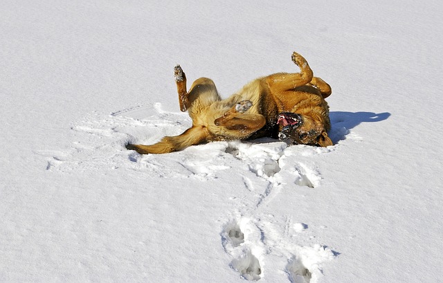 狗 雪 德国牧羊犬 - 上的免费照片