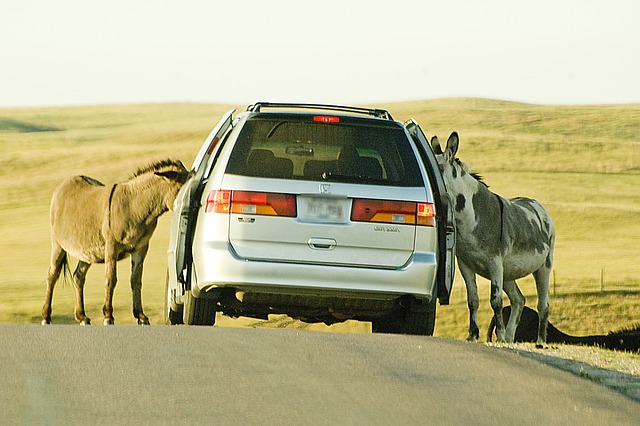 驴 车 路 - 上的免费照片