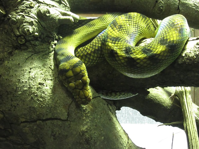 蛇 绿色 黄色 - 上的免费照片