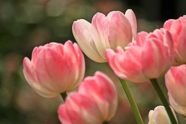 郁金香 花朵 粉色的 - 上的免费照片