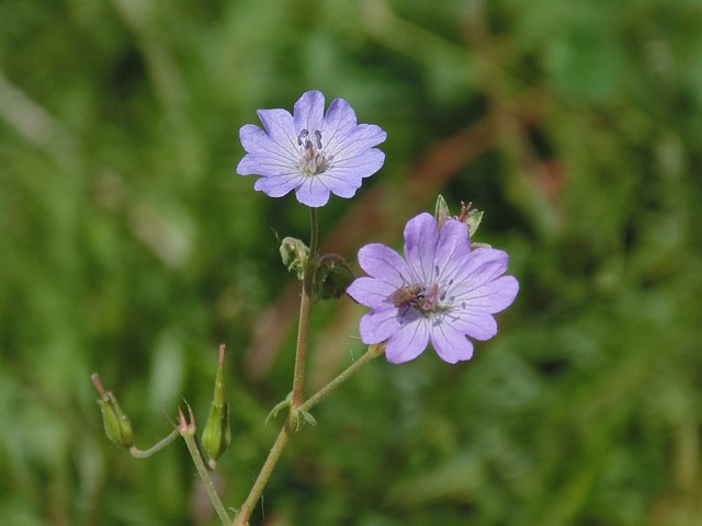 撒丁岛 花 囊 - 上的免费照片