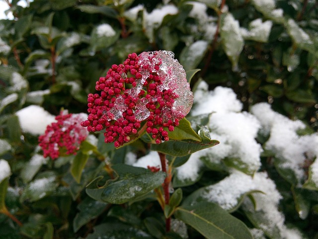 杜里略 楼层 花朵 - 上的免费照片