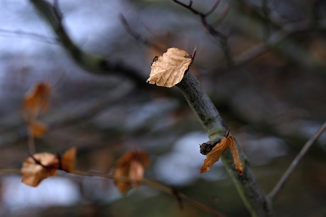 保持 叶子紧贴树 冬天 - 上的免费照片