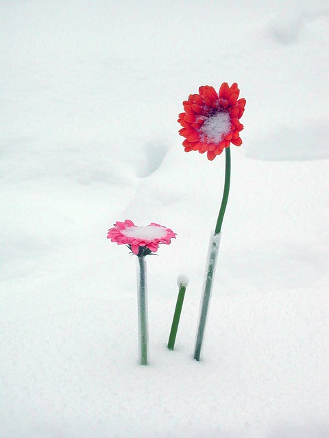 花朵 雪 格柏 - 上的免费照片