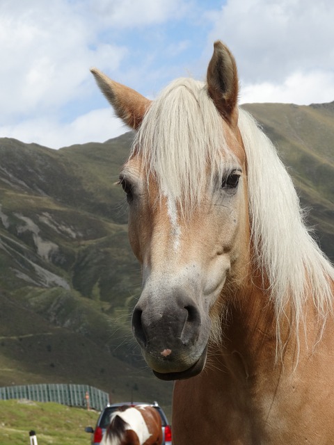 Haflinger 马 小马 - 上的免费照片