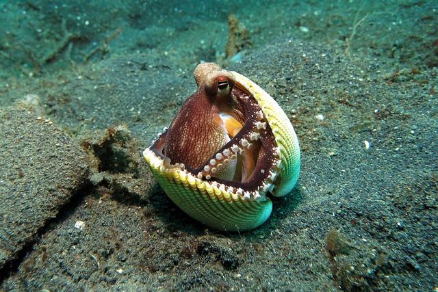 章鱼 行为 水下 - 上的免费照片