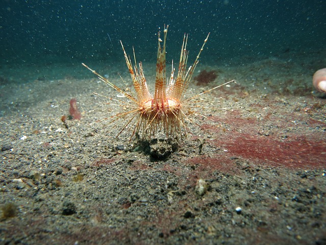 海胆 伦贝 水下 - 上的免费照片