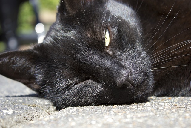 眨眼的猫 烈日 困猫 - 上的免费照片