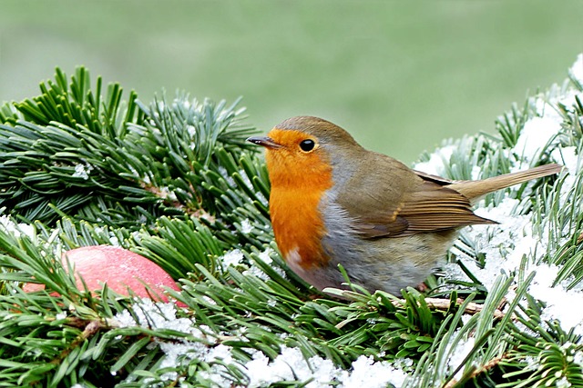 知更鸟 Erithacus Rubecula 鸟 - 上的免费照片