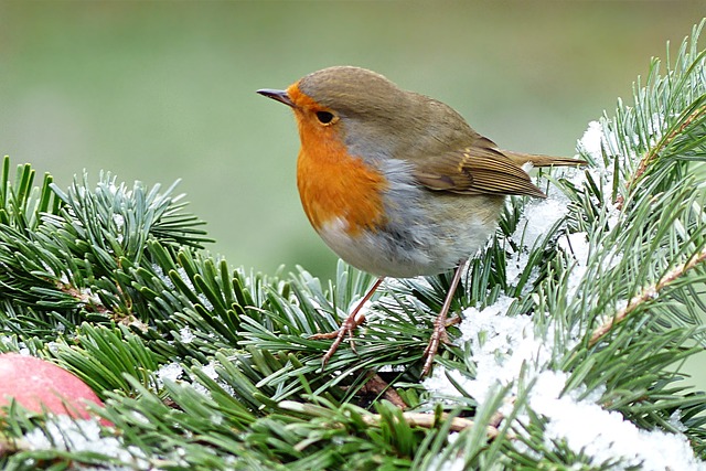 知更鸟 Erithacus Rubecula 鸟 - 上的免费照片