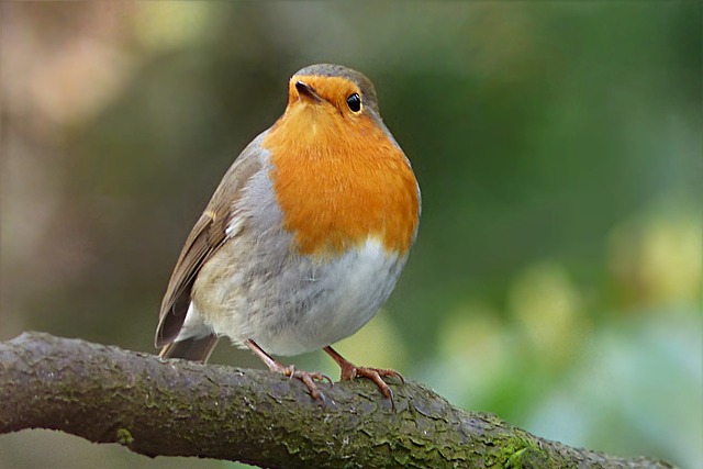 知更鸟 Erithacus Rubecula 鸟 - 上的免费照片