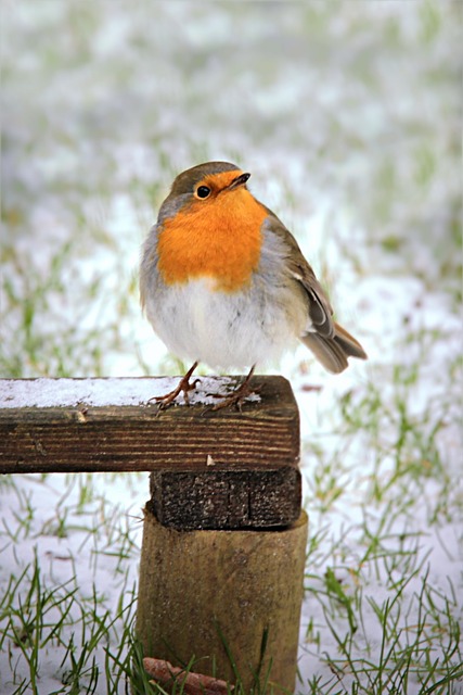 知更鸟 Erithacus Rubecula 鸟 - 上的免费照片