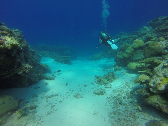 潜水 礁 帕劳 - 上的免费照片