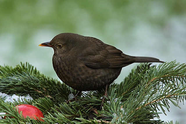 节气门 Turdus Philomelos 鸟 - 上的免费照片