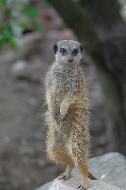 Suricate 非洲 动物 - 上的免费照片